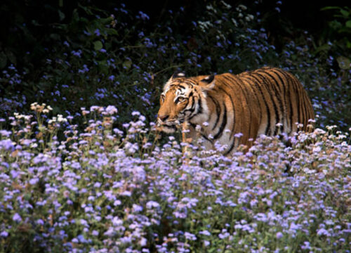 4 Days Nainital & Jim Corbett Tour Package