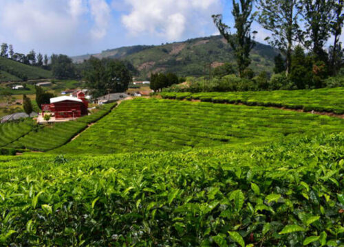 3 Nights 4 Days Ooty Mysore Honeymoon Tour Package