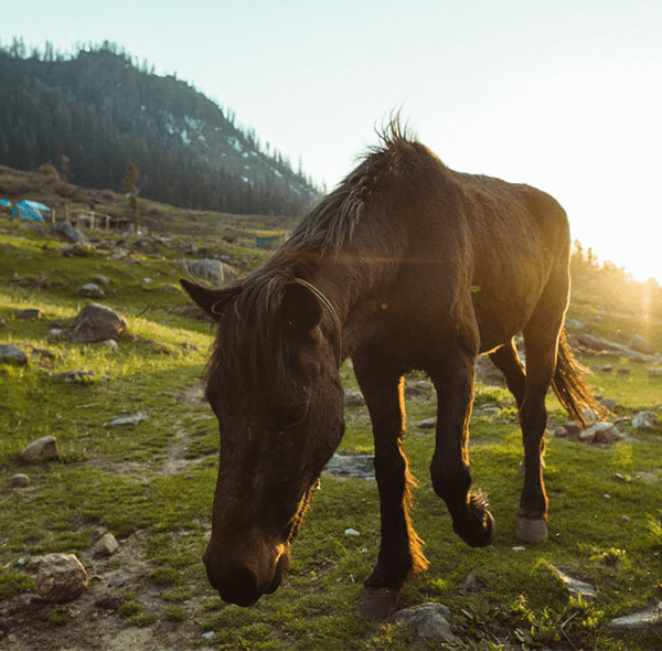 kheerganga_package_2022